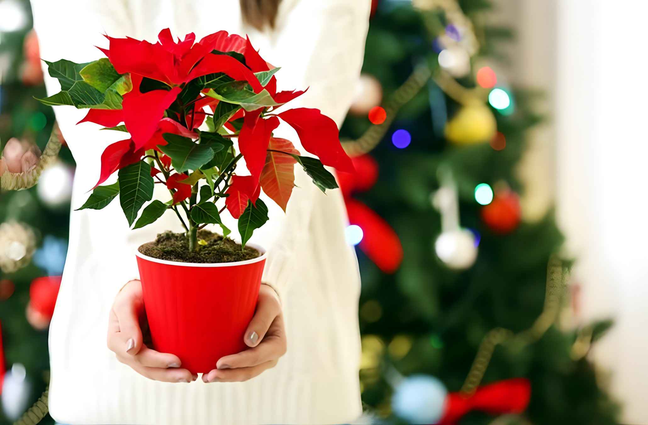 Elegant floral design captured close-up